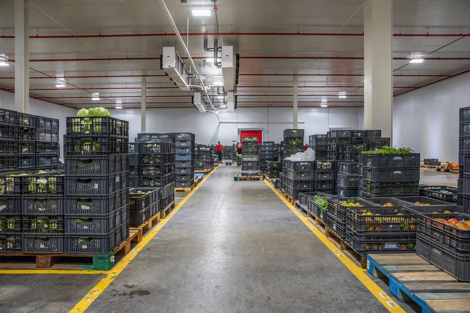 Interior de un almacén logístico de alimentos con sistemas de ventilación visibles en el techo, mostrando pasillos organizados con canastillas plásticas de frutas y verduras sobre estibas.